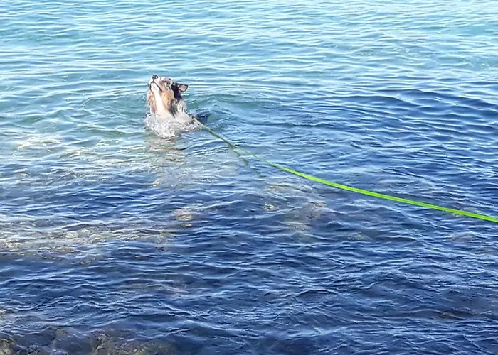 Lavanda Ruzmarin * 奈维斯